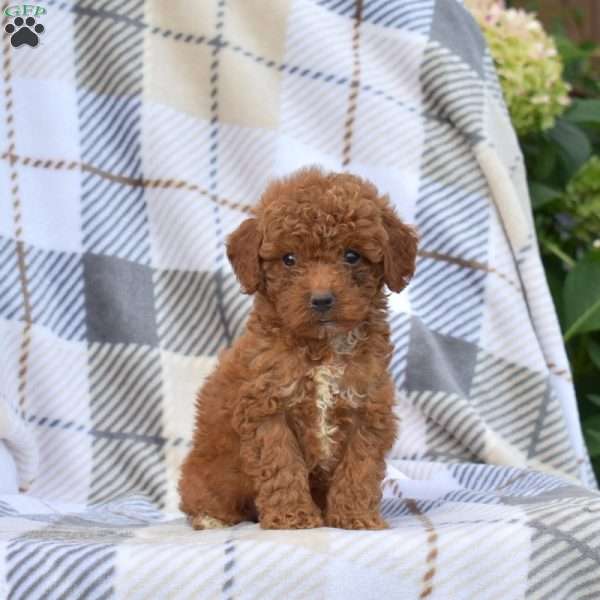Chocolate, Miniature Poodle Puppy