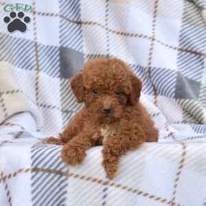 Chocolate, Miniature Poodle Puppy