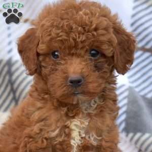 Chocolate, Miniature Poodle Puppy