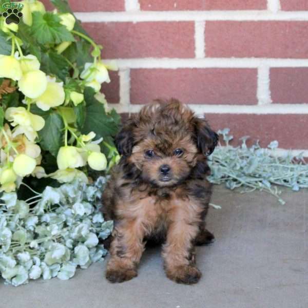 Chrissy, Shih-Poo Puppy