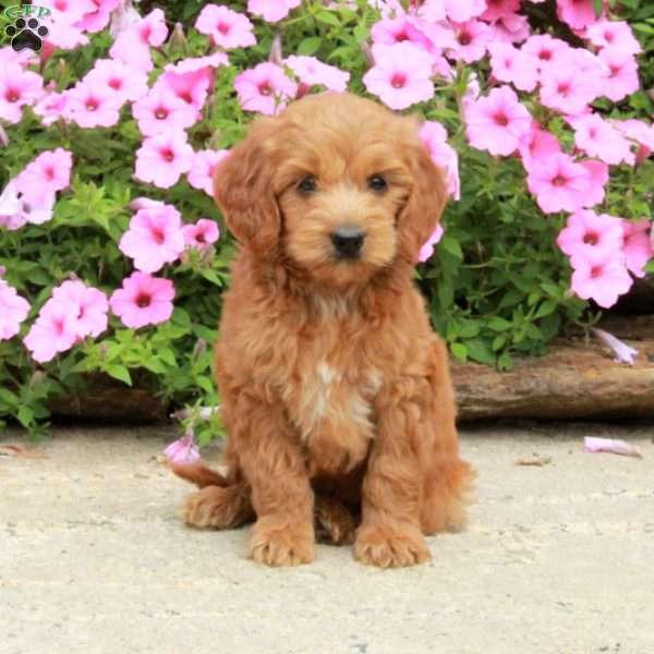 Chrissy, Mini Goldendoodle Puppy