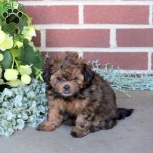 Chrissy, Shih-Poo Puppy