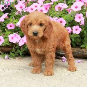 Chrissy, Mini Goldendoodle Puppy