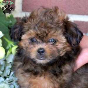 Chrissy, Shih-Poo Puppy