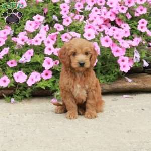 Chrissy, Mini Goldendoodle Puppy