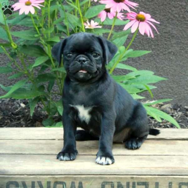 Chrysanthemum, Pug Puppy
