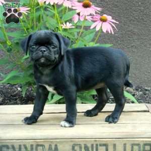 Chrysanthemum, Pug Puppy