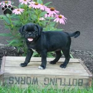 Chrysanthemum, Pug Puppy