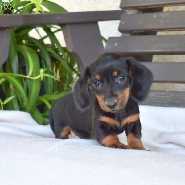 Cider, Dachshund Puppy