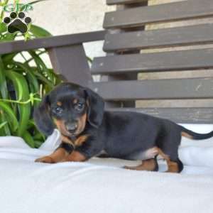 Cider, Dachshund Puppy