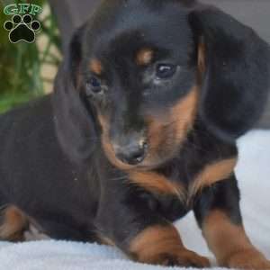 Cider, Dachshund Puppy