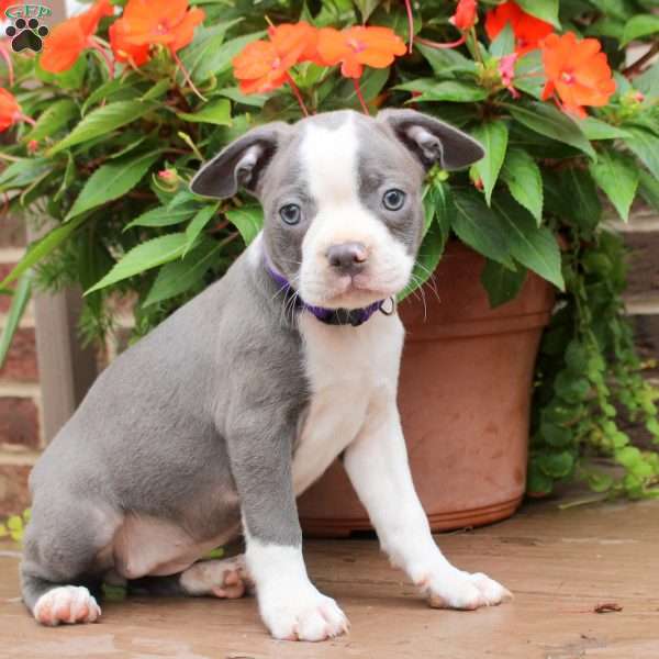 Cindy, Boston Terrier Puppy