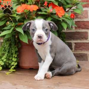 Cindy, Boston Terrier Puppy
