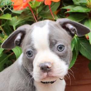 Cindy, Boston Terrier Puppy