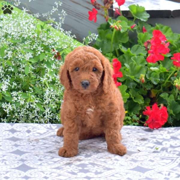 Cinnamon, Mini Goldendoodle Puppy