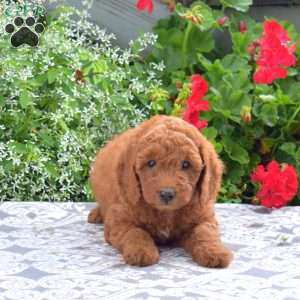 Cinnamon, Mini Goldendoodle Puppy