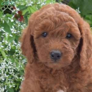 Cinnamon, Mini Goldendoodle Puppy