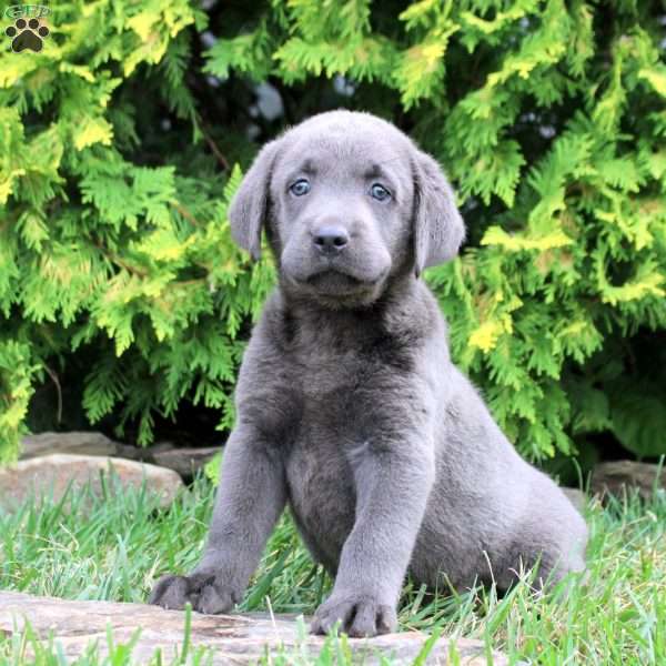 Clay, Charcoal Labrador Retriever Puppy