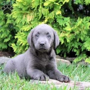 Clay, Charcoal Labrador Retriever Puppy