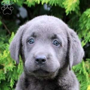 Clay, Charcoal Labrador Retriever Puppy