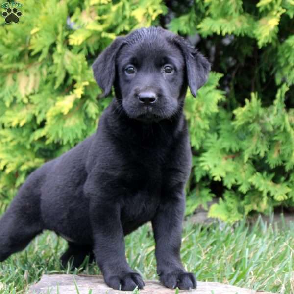 Cleo, Black Labrador Retriever Puppy