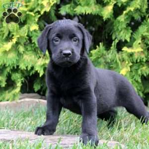 Cleo, Black Labrador Retriever Puppy
