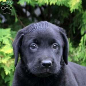 Cleo, Black Labrador Retriever Puppy