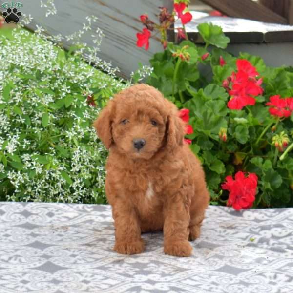 Clifford, Mini Goldendoodle Puppy