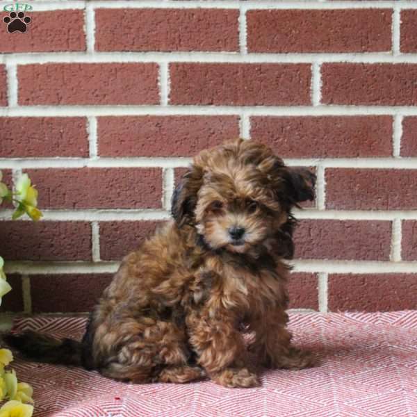Clifford, Shih-Poo Puppy