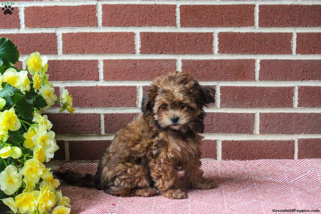 Clifford, Shih-Poo