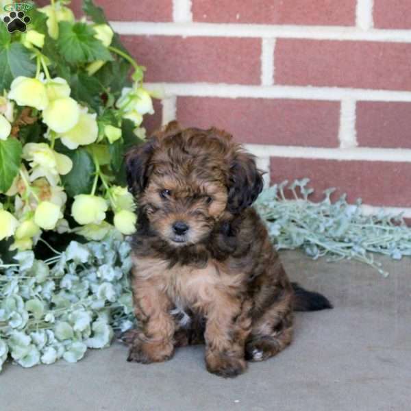 Clifford, Shih-Poo Puppy