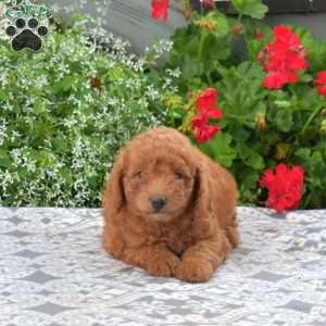 Clifford, Mini Goldendoodle Puppy