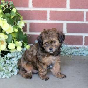Clifford, Shih-Poo Puppy