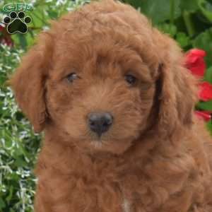 Clifford, Mini Goldendoodle Puppy