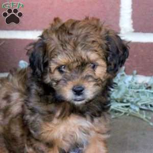 Clifford, Shih-Poo Puppy