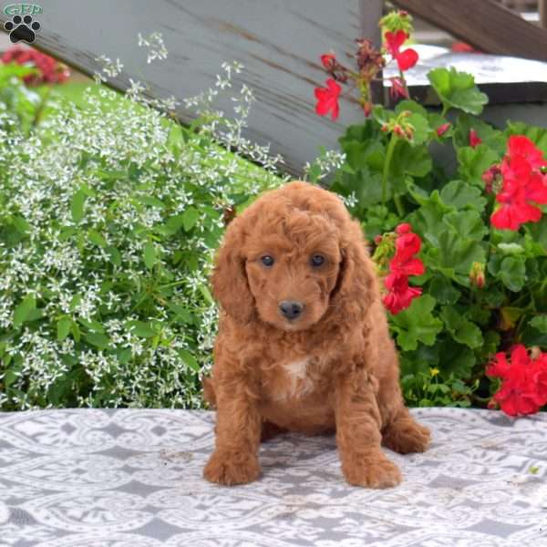 Clover, Mini Goldendoodle Puppy