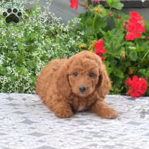 Clover, Mini Goldendoodle Puppy