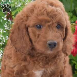 Clover, Mini Goldendoodle Puppy