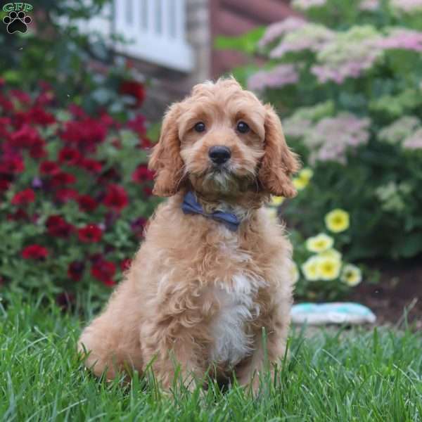Clyde, Cavapoo Puppy