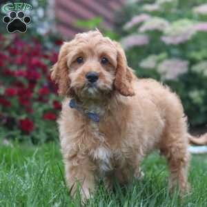 Clyde, Cavapoo Puppy