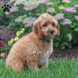 Clyde, Cavapoo Puppy