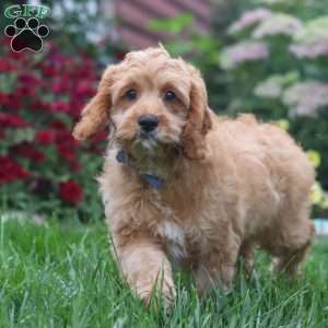 Clyde, Cavapoo Puppy