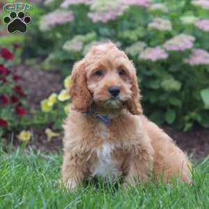 Clyde, Cavapoo Puppy