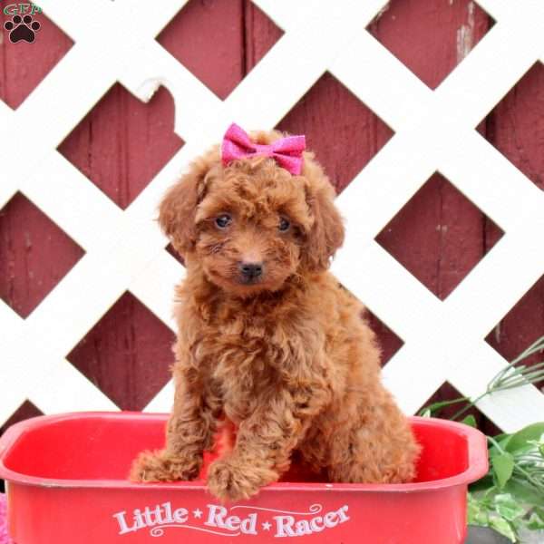 Coco, Toy Poodle Puppy