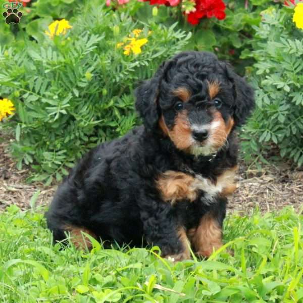 Coco, Mini Bernedoodle Puppy