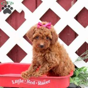 Coco, Toy Poodle Puppy