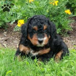 Coco, Mini Bernedoodle Puppy
