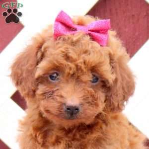 Coco, Toy Poodle Puppy