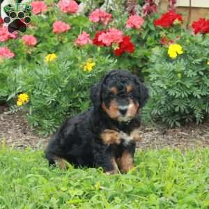 Coco, Mini Bernedoodle Puppy