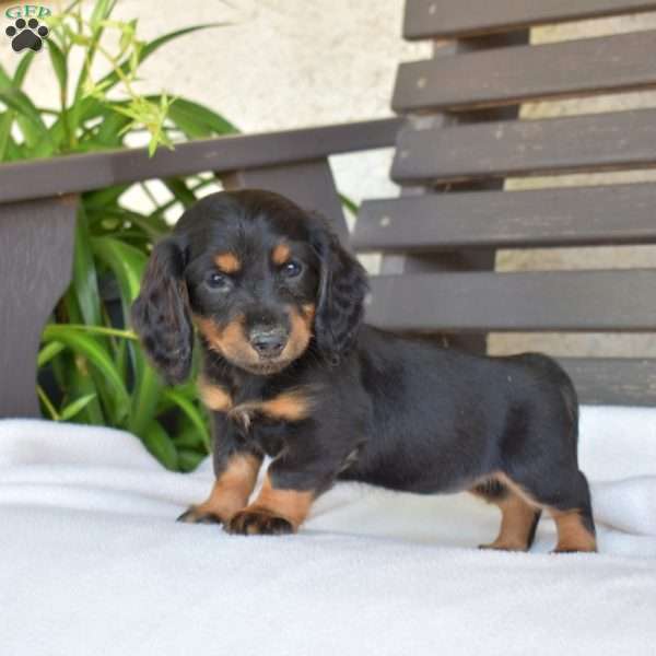 Cocoa, Dachshund Puppy